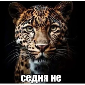 мемы диз — стикер для MAX