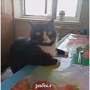 мемы диз — стикер для MAX