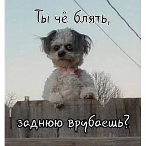 Мемасики — стикер для MAX