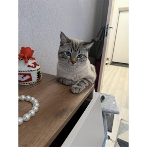 Барсело — стикер для MAX