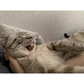 Барсело — стикер для MAX