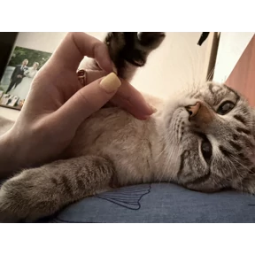 Барсело — стикер для MAX