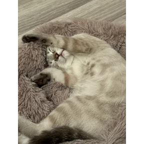 Барсело — стикер для MAX
