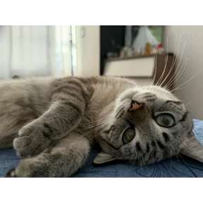 Барсело — стикер для MAX