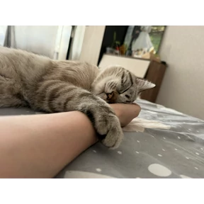 Барсело — стикер для MAX