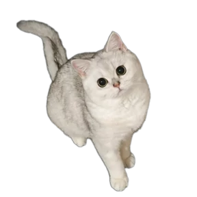Stiker-like — стикер для MAX