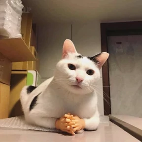 коты еноты ёжики — стикер для MAX