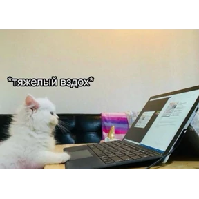 коты еноты ёжики — стикер для MAX