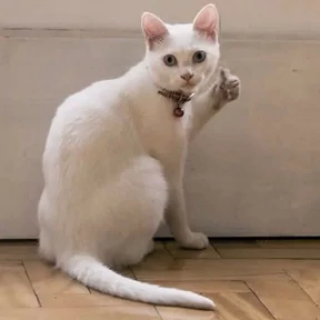 коты еноты ёжики — стикер для MAX