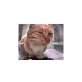 коты еноты ёжики — стикер для MAX