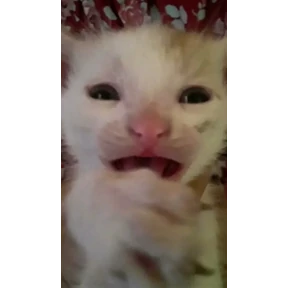 Giiiiirl! — стикер для MAX