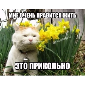 набор сашки прониной — стикер для MAX