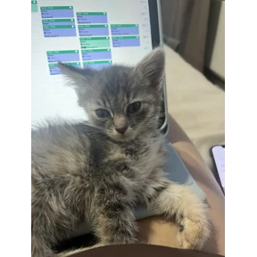 Кайя — стикер для MAX