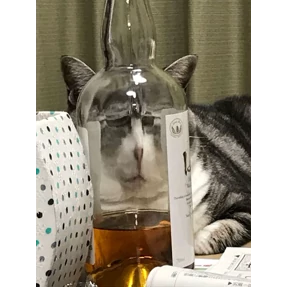 коты еноты ёжики — стикер для MAX