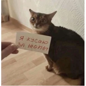коты еноты ёжики — стикер для MAX