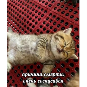 Нумы — стикер для MAX