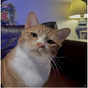 mood — стикер для MAX