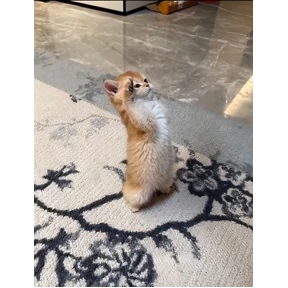 Коты — стикер для MAX