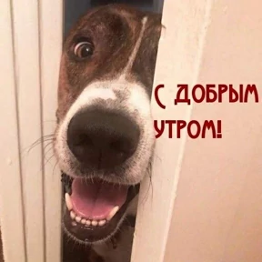 Mem — стикер для MAX