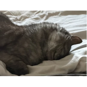 Пэшпээ — стикер для MAX
