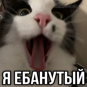 котяра — стикер для MAX