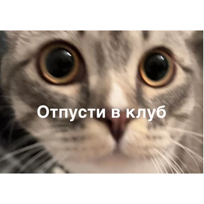 котяра — стикер для MAX