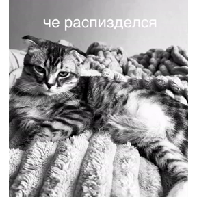 котяра — стикер для MAX