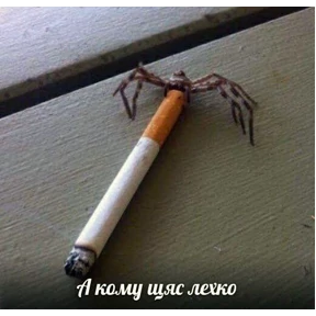 sunshine — стикер для MAX