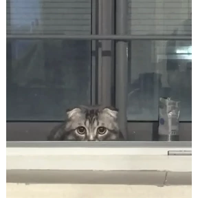 котяра — стикер для MAX
