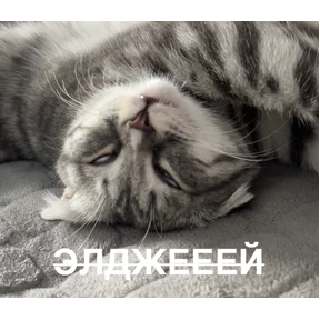 котяра — стикер для MAX