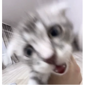 котяра — стикер для MAX