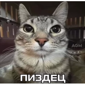 сосите — стикер для MAX