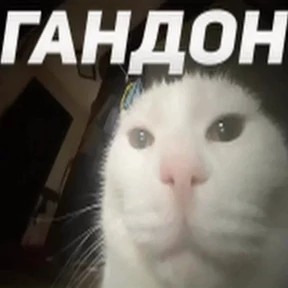 sunshine — стикер для MAX
