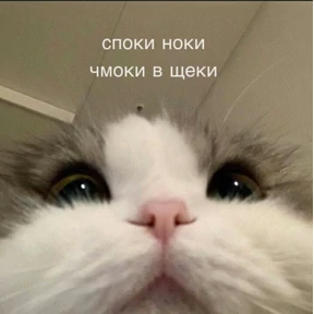 sunshine — стикер для MAX