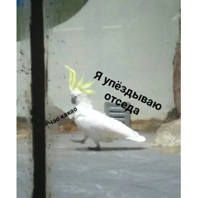 Ур — стикер для MAX