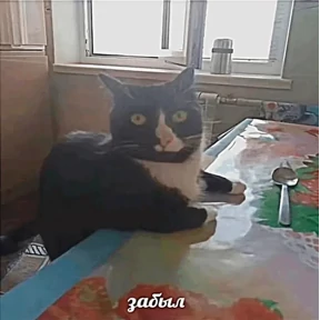 амнямы — стикер для MAX