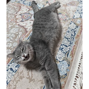 Пушочек — стикер для MAX