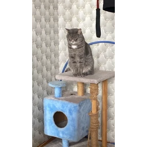 Пушочек — стикер для MAX