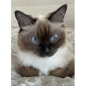 хех — стикер для MAX
