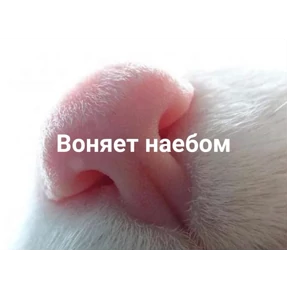 @gryozina — стикер для MAX