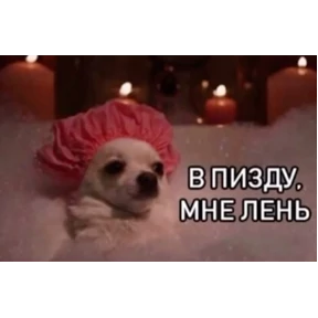 @gryozina — стикер для MAX