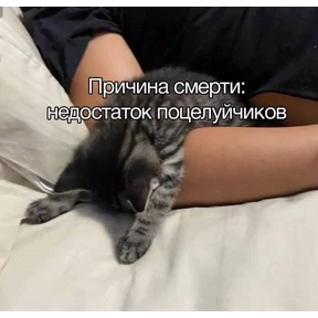 @gryozina — стикер для MAX