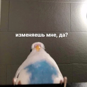 @gryozina — стикер для MAX