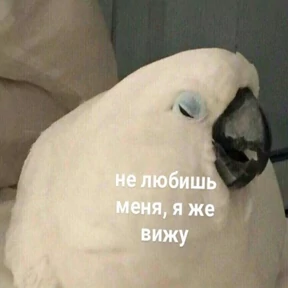 @gryozina — стикер для MAX