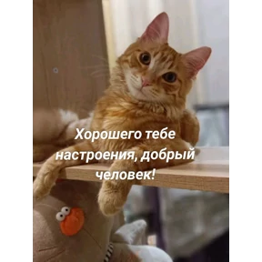 Утр — стикер для MAX