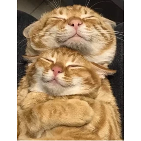 АндРегКотики — стикер для MAX