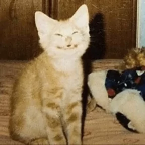 Стикер