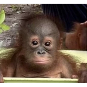 Чупапи — стикер для MAX