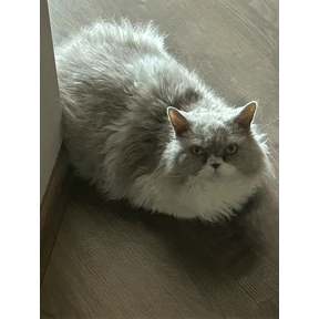 Саймон — стикер для MAX