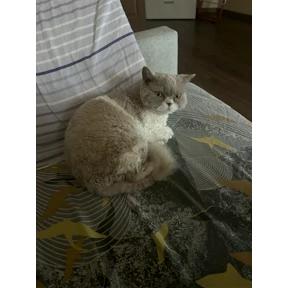 Саймон — стикер для MAX